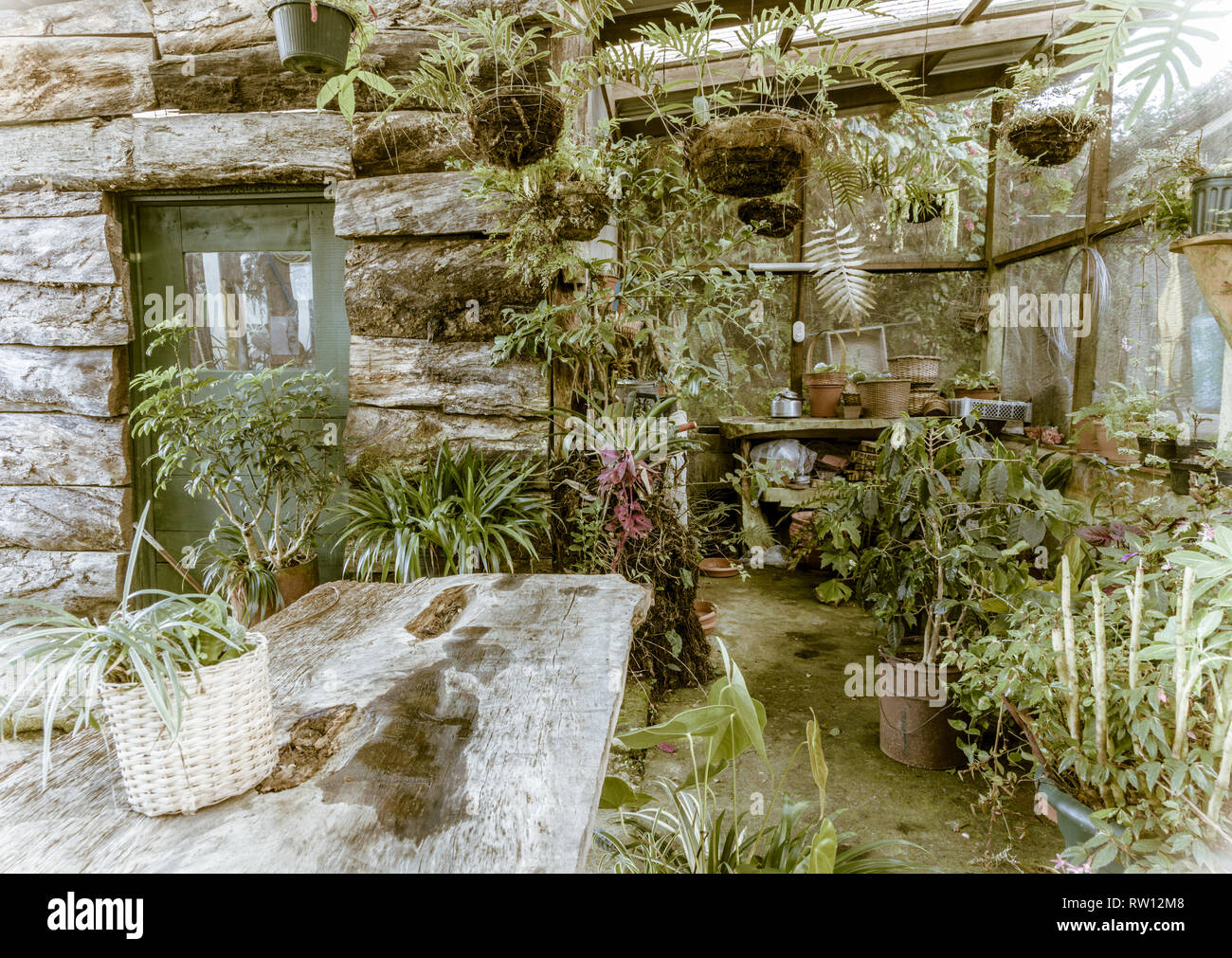 Einrichtung eines alten rustikalen Green House mit Topfpflanzen Stockfoto
