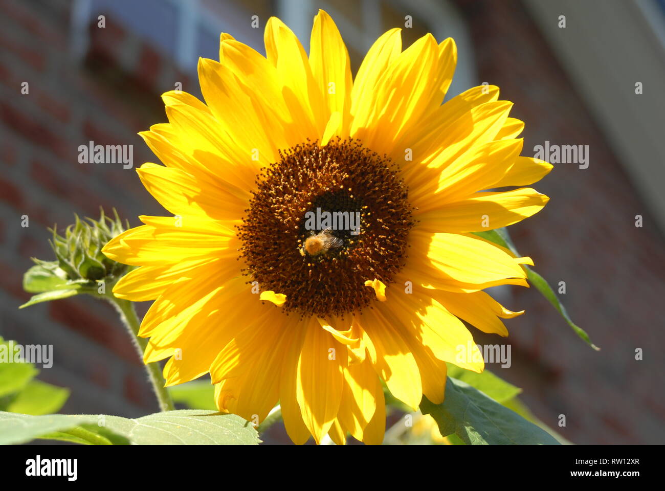 Biene eine Sonnenblume Stockfoto