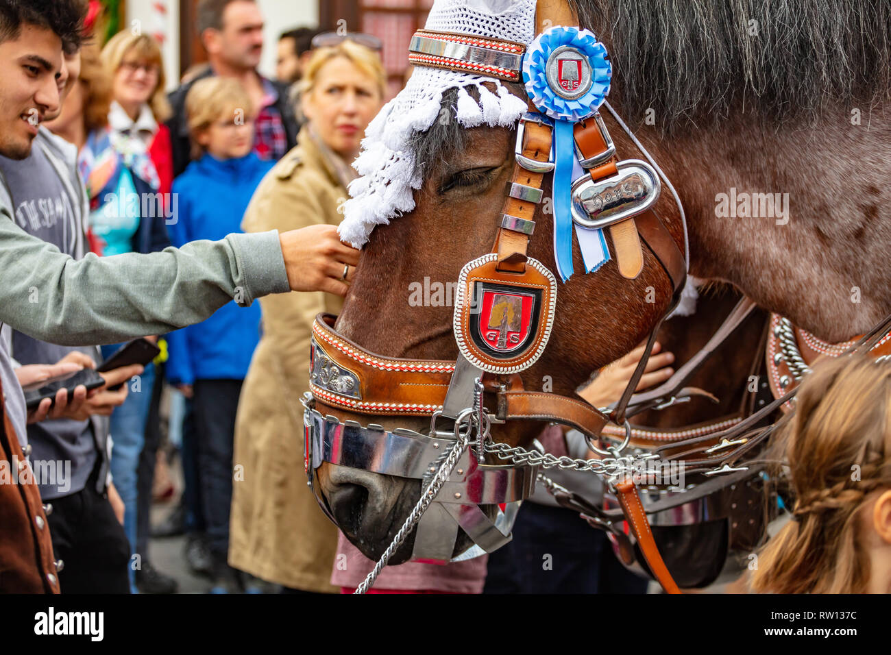 Oktober 7, 2018. München, Deutschland, Oktoberfest, Pferd dekoriert Kopf Nahaufnahme, Stockfoto