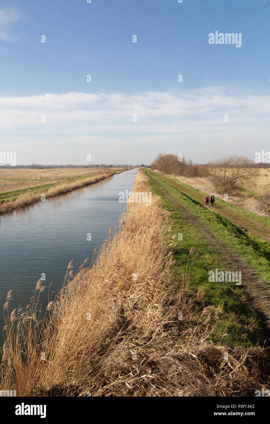 Wanderer zu Fuß neben Burwell Fen, Burwell im Februar, Cambridgeshire East Anglia UK Stockfoto