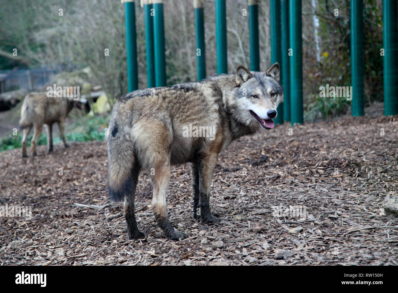 Europäischer Grauwolf Stockfoto