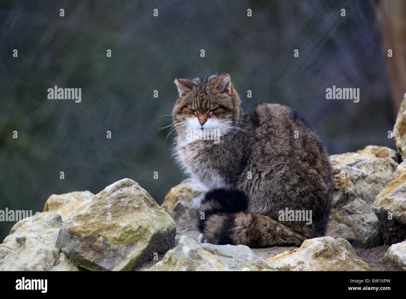 Eine schottische Wildkatze bei Port Lympne Wild Animal finden in Kent. Stockfoto
