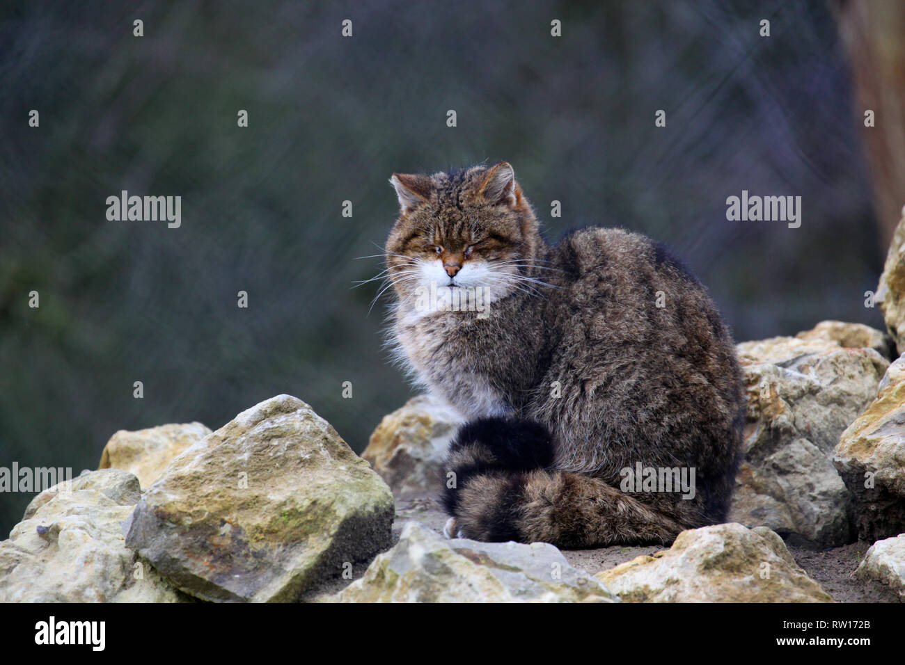 Eine schottische Wildkatze bei Port Lympne Wild Animal finden in Kent. Stockfoto