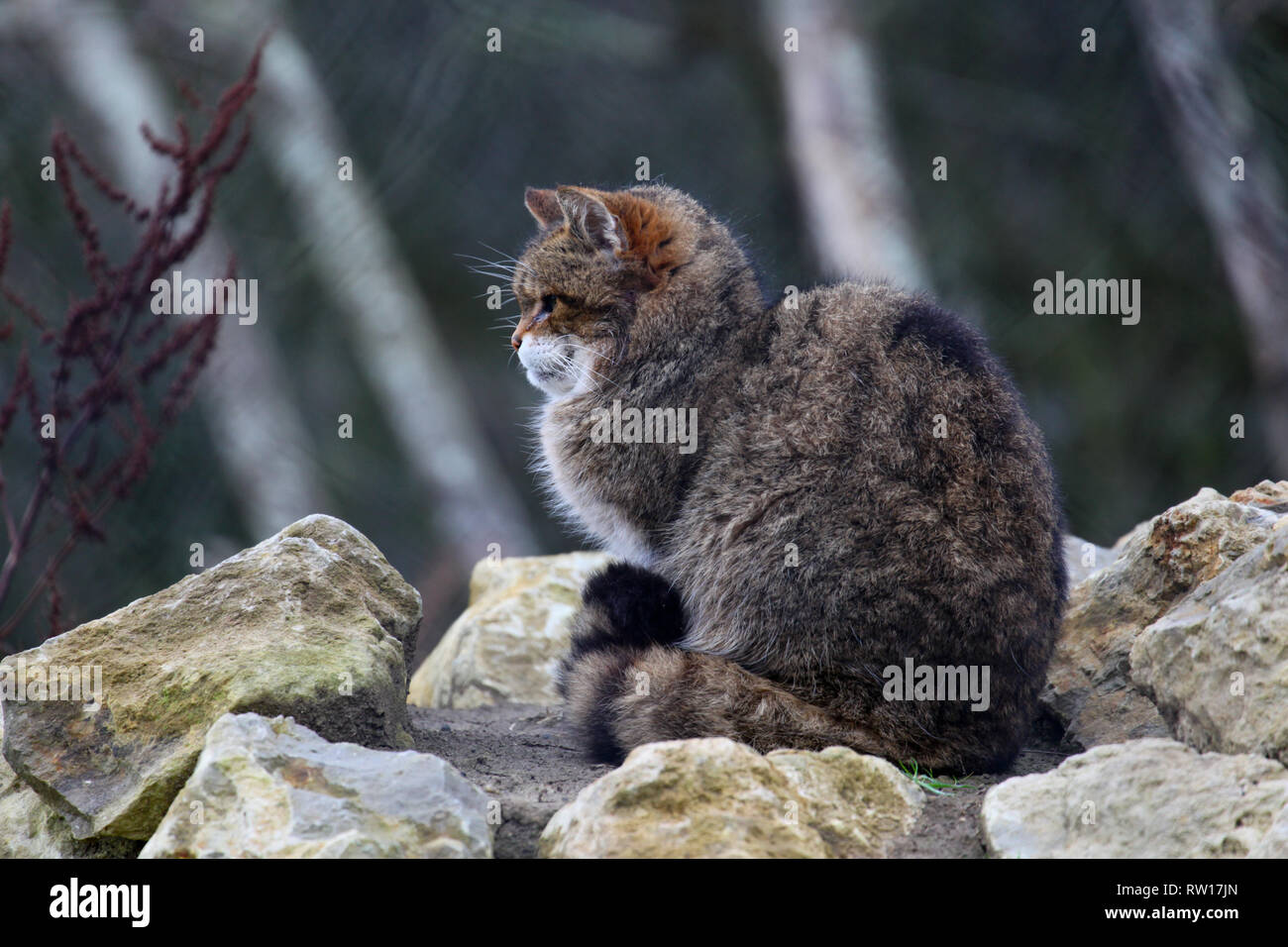 Eine schottische Wildkatze bei Port Lympne Wild Animal finden in Kent. Stockfoto