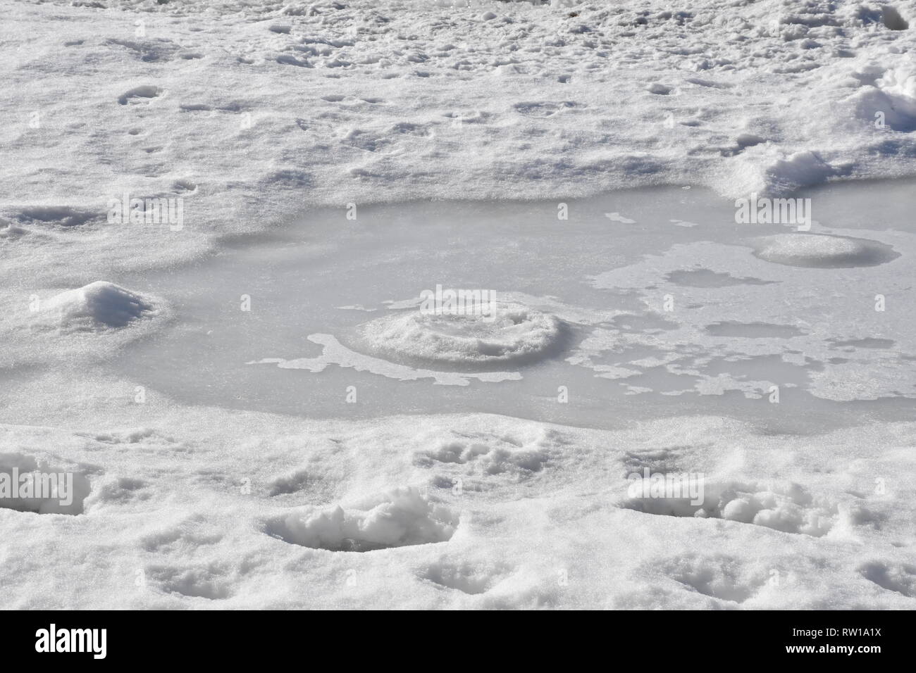 Schnee, Eis, Winter, Schneefall, Baum, Wiese, Gras, Schmelze, Schneeschmelze, Frühling, Wintereinbruch, Sturm, Schneesturm, Pfütze, Eis, vereist, Öst Stockfoto