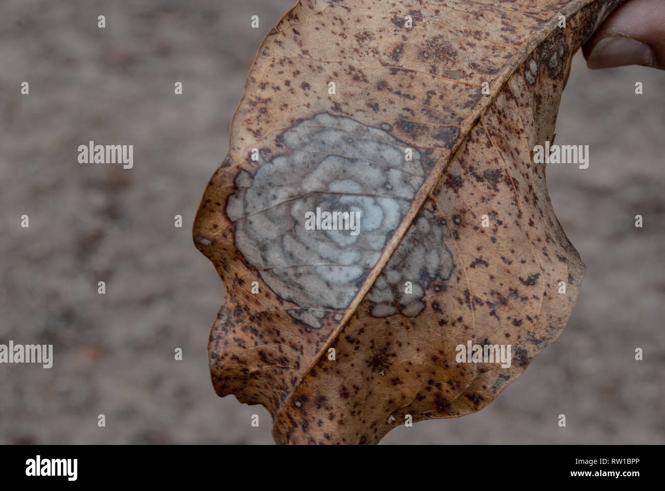 Ein künstlerisches Foto von einer schönen getrocknete Blätter Stockfoto