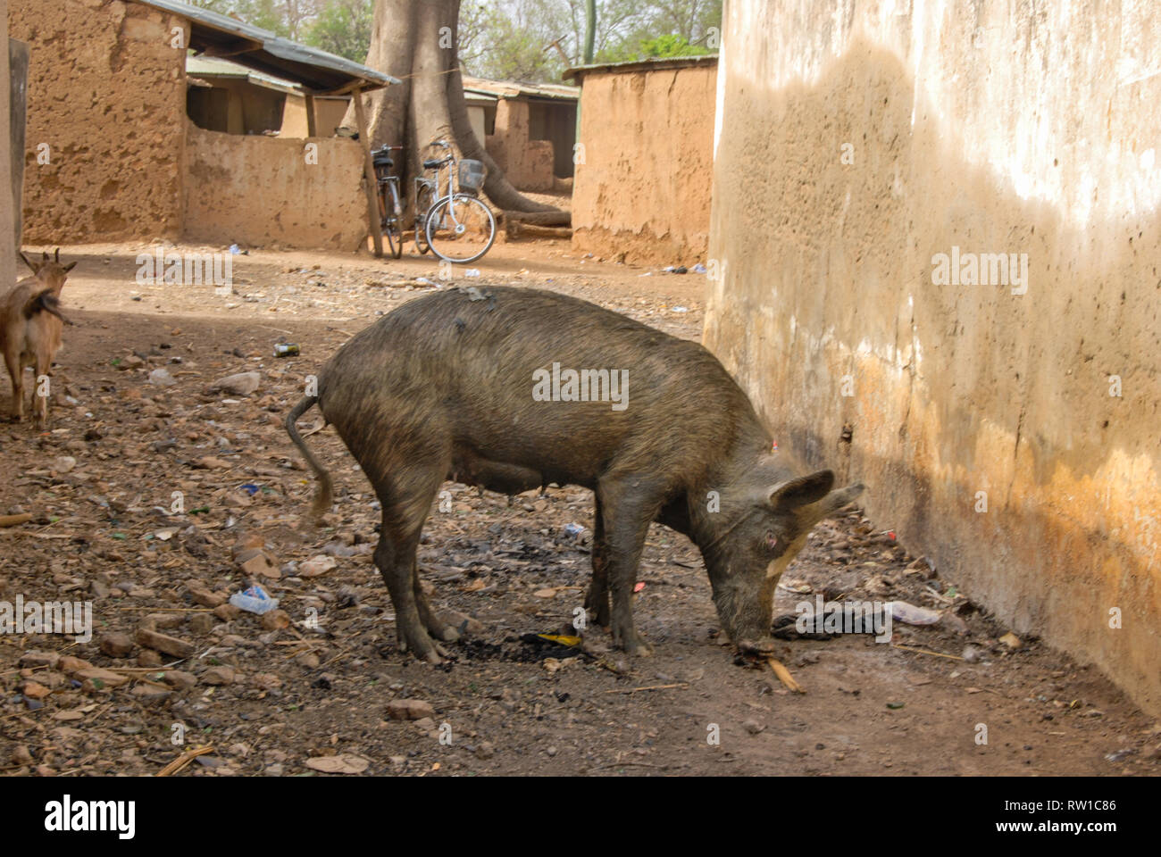 Eine schmutzige Hausschwein um und Fütterung auf einem lokalen Straße von Kongo Dorf wandern, Ghana Stockfoto