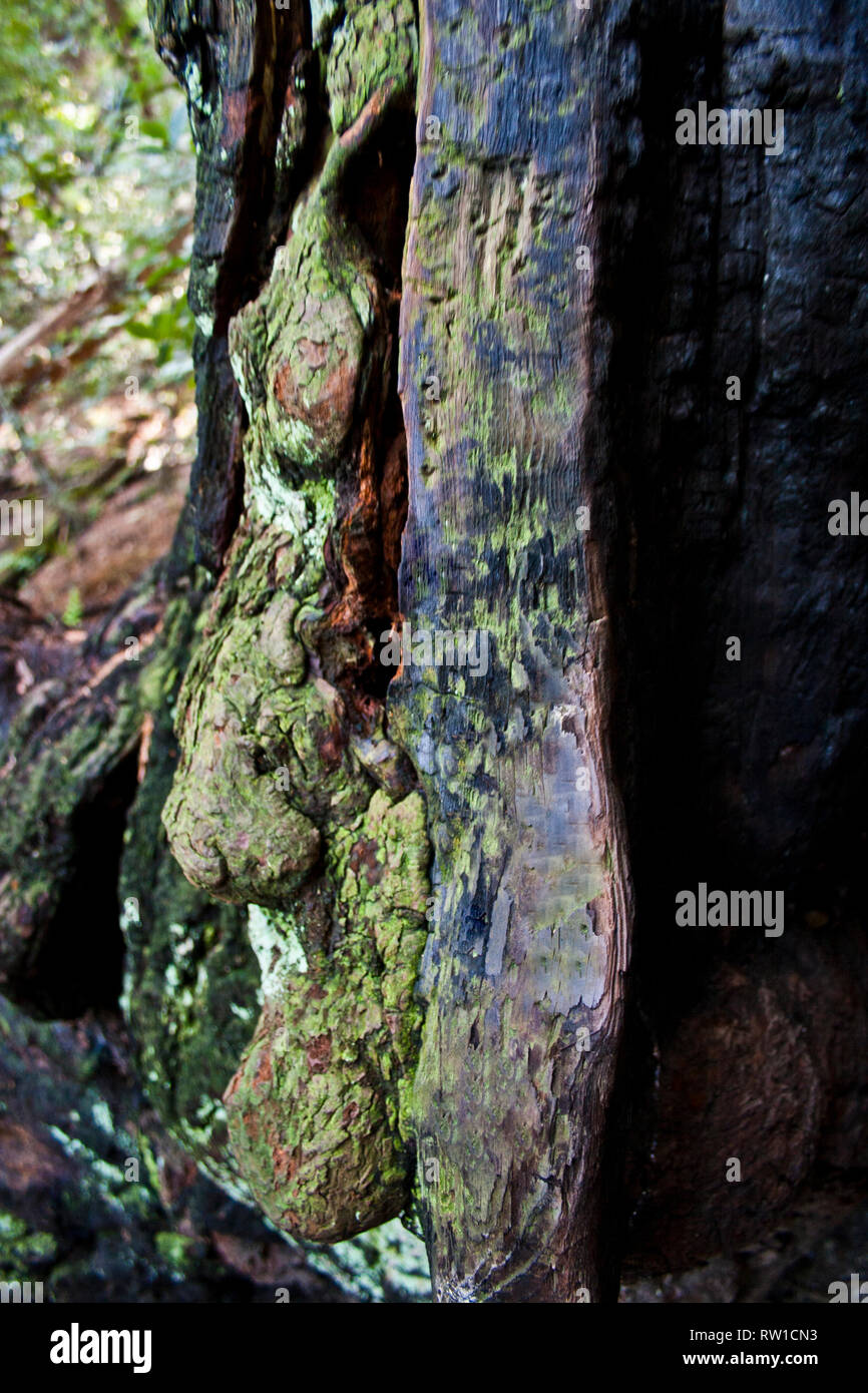Gesicht geformten Baumstamm in Muir Woods, Kalifornien Stockfoto