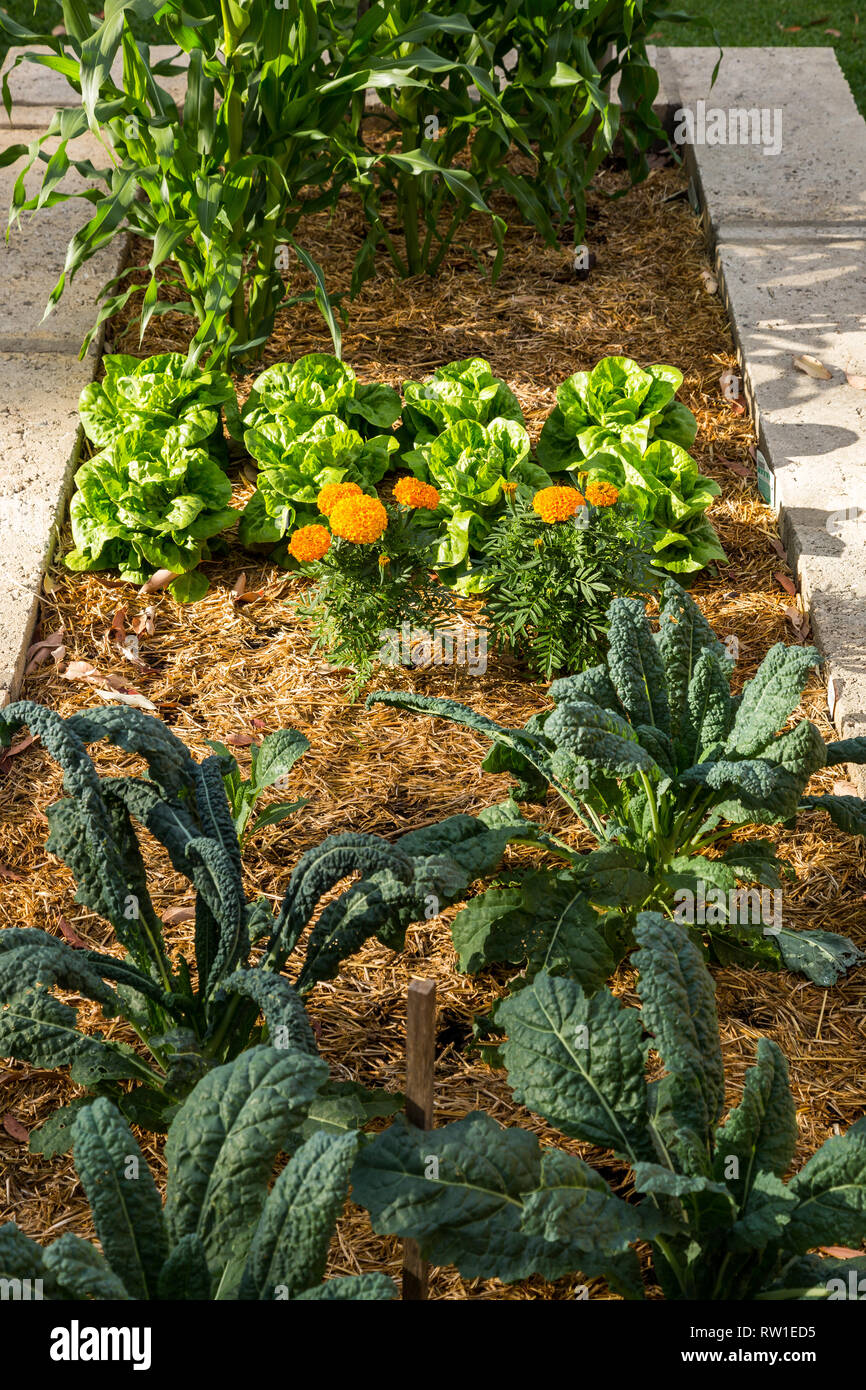 Gemüsegarten blumen Fotos und Bildmaterial in hoher Auflösung Alamy