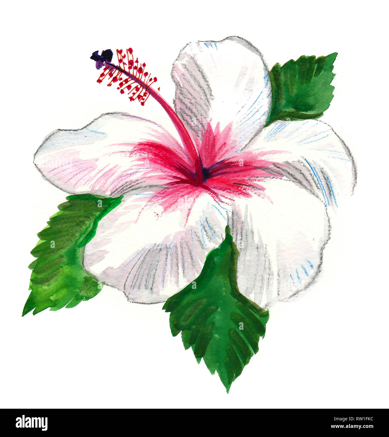 Weißer Hibiskus Blume. Aquarell Malerei Stockfoto