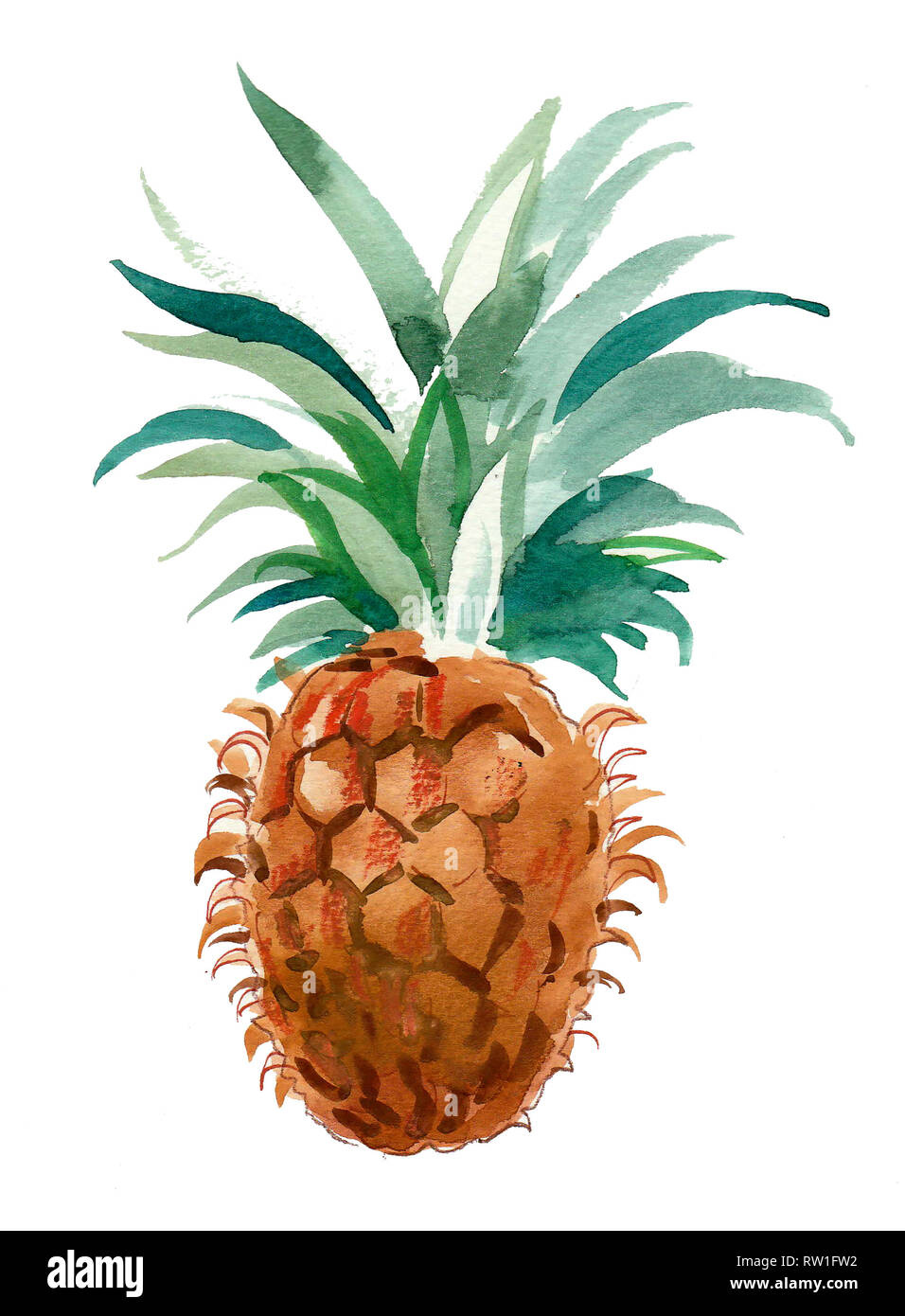 Aquarell Malerei einer Ananas Obst Stockfoto