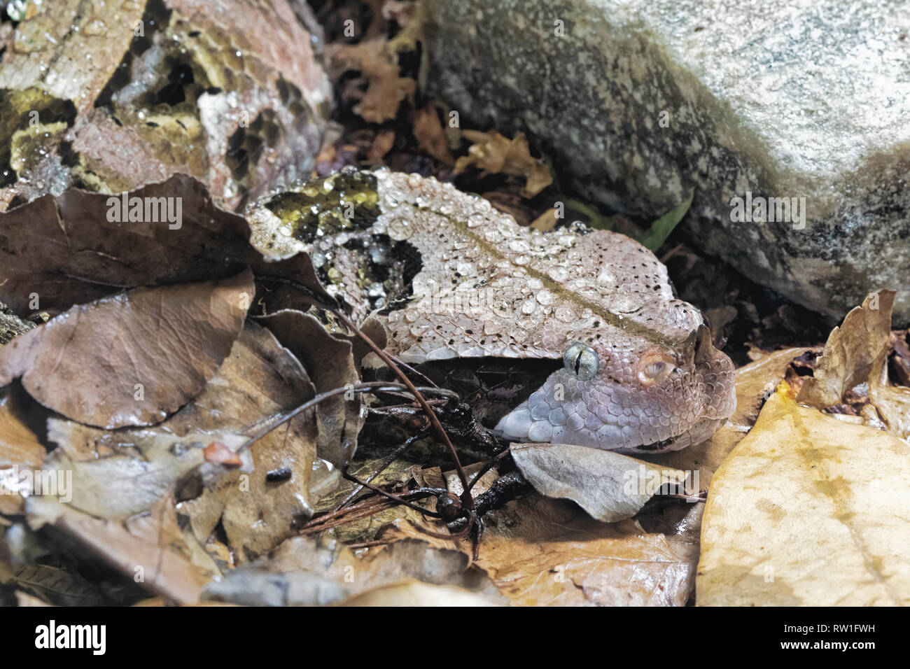 Aus okumen Viper Bitis gobonica ist in den Regenwäldern und Savannen Afrikas südlich der Sahara in Westafrika Zentralafrika Stockfoto