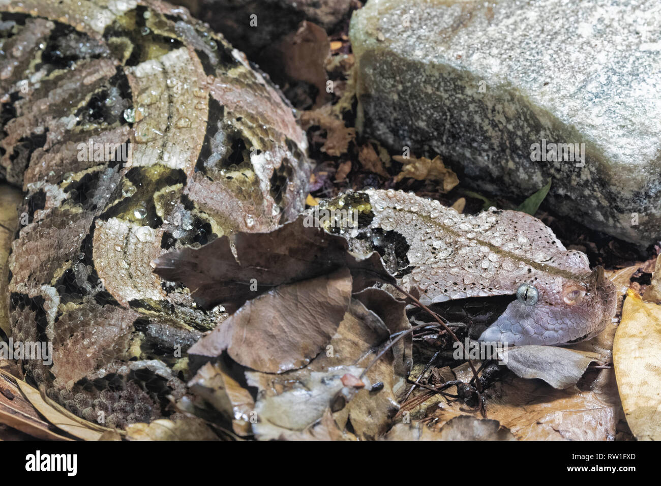 Aus okumen Viper Bitis gobonica ist in den Regenwäldern und Savannen Afrikas südlich der Sahara in Westafrika Zentralafrika Stockfoto