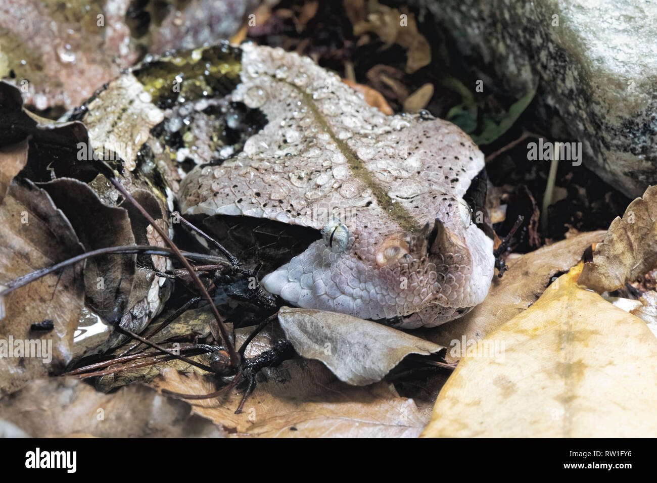 Aus okumen Viper Bitis gobonica ist in den Regenwäldern und Savannen Afrikas südlich der Sahara in Westafrika Zentralafrika Stockfoto