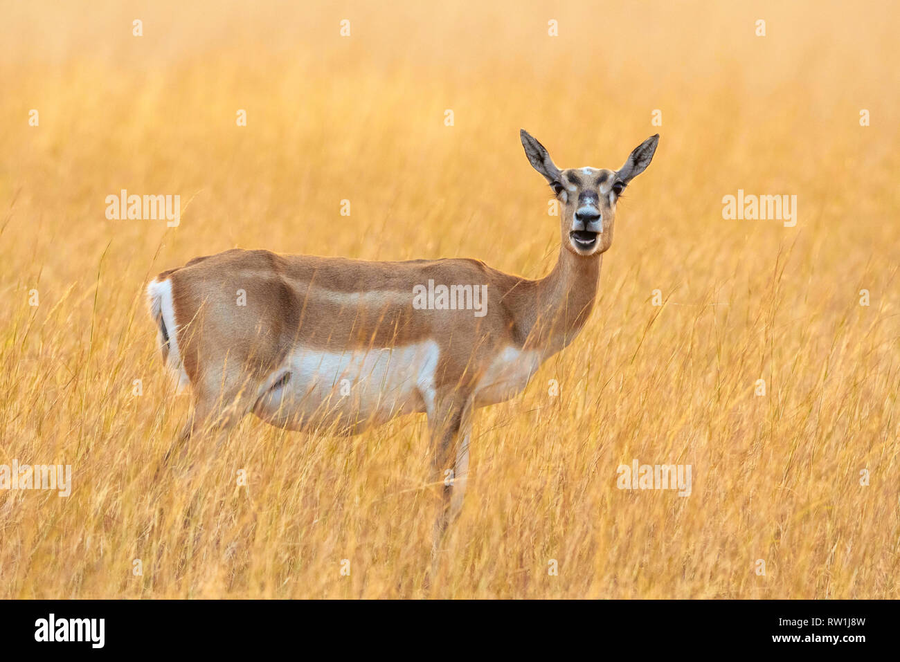 Hirschziegenantilope, weiblich, Antilope cervicapra, hirschziegenantilope Nationalpark, Velavadar, Gujarat, Indien. Stockfoto