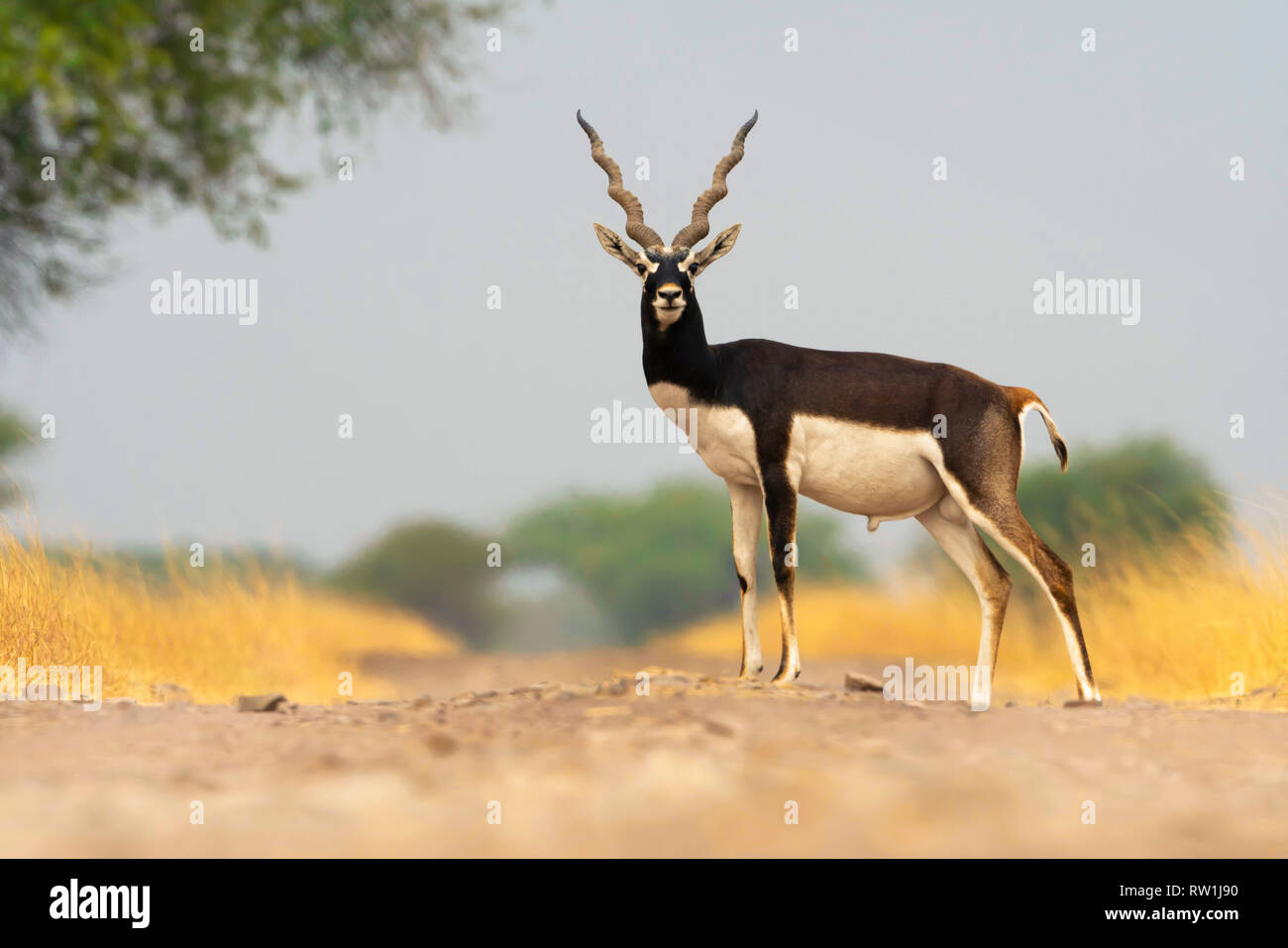 Hirschziegenantilope männlich, Antilope cervicapra, hirschziegenantilope Nationalpark, Velavadar, Gujarat, Indien. Stockfoto