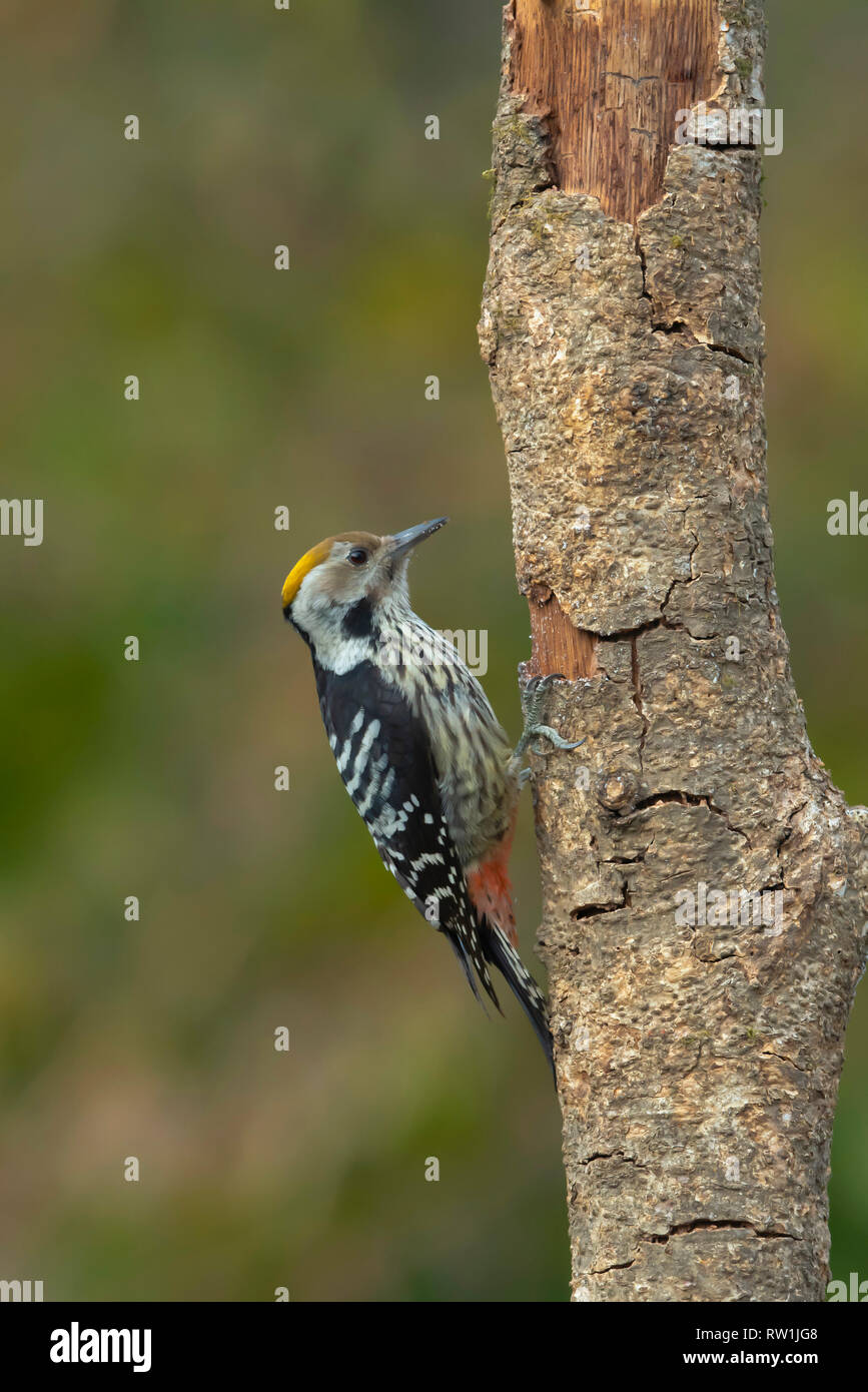 Braun mit Glasfront, Specht, Dendrocoptes auriceps, Sattal, Nainital, Uttarakhand, Indien. Stockfoto