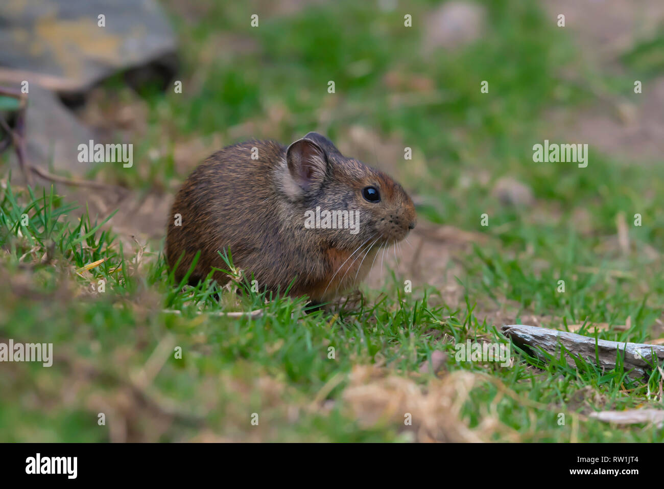 Himalayan Pika, Ochotona himalayana, Kedarnath Wildlife Sanctuary, Chopta, Uttarakhand, Indien. Stockfoto