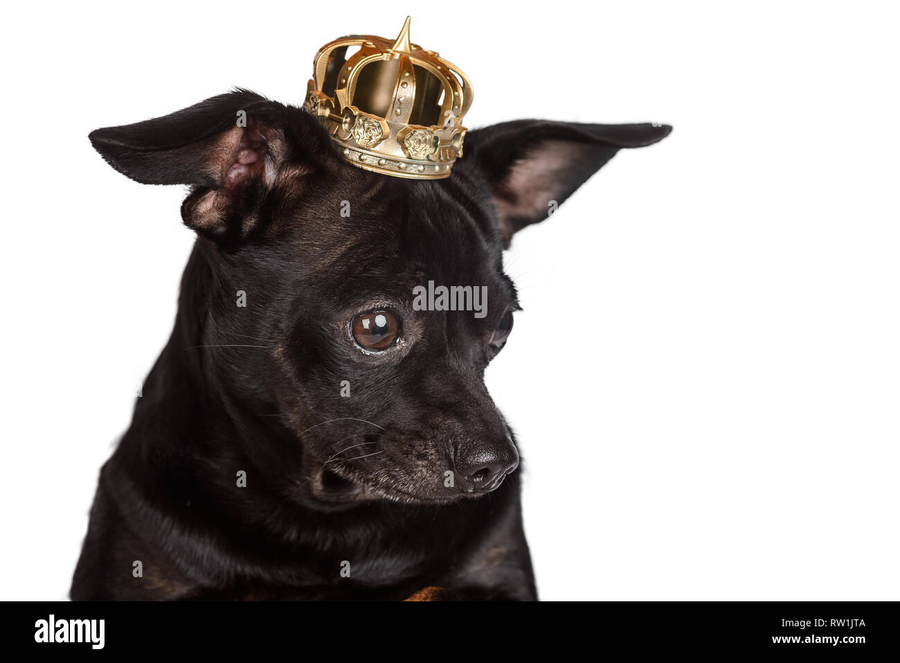 Chihuahua Hund mit goldenen Krone Stockfoto