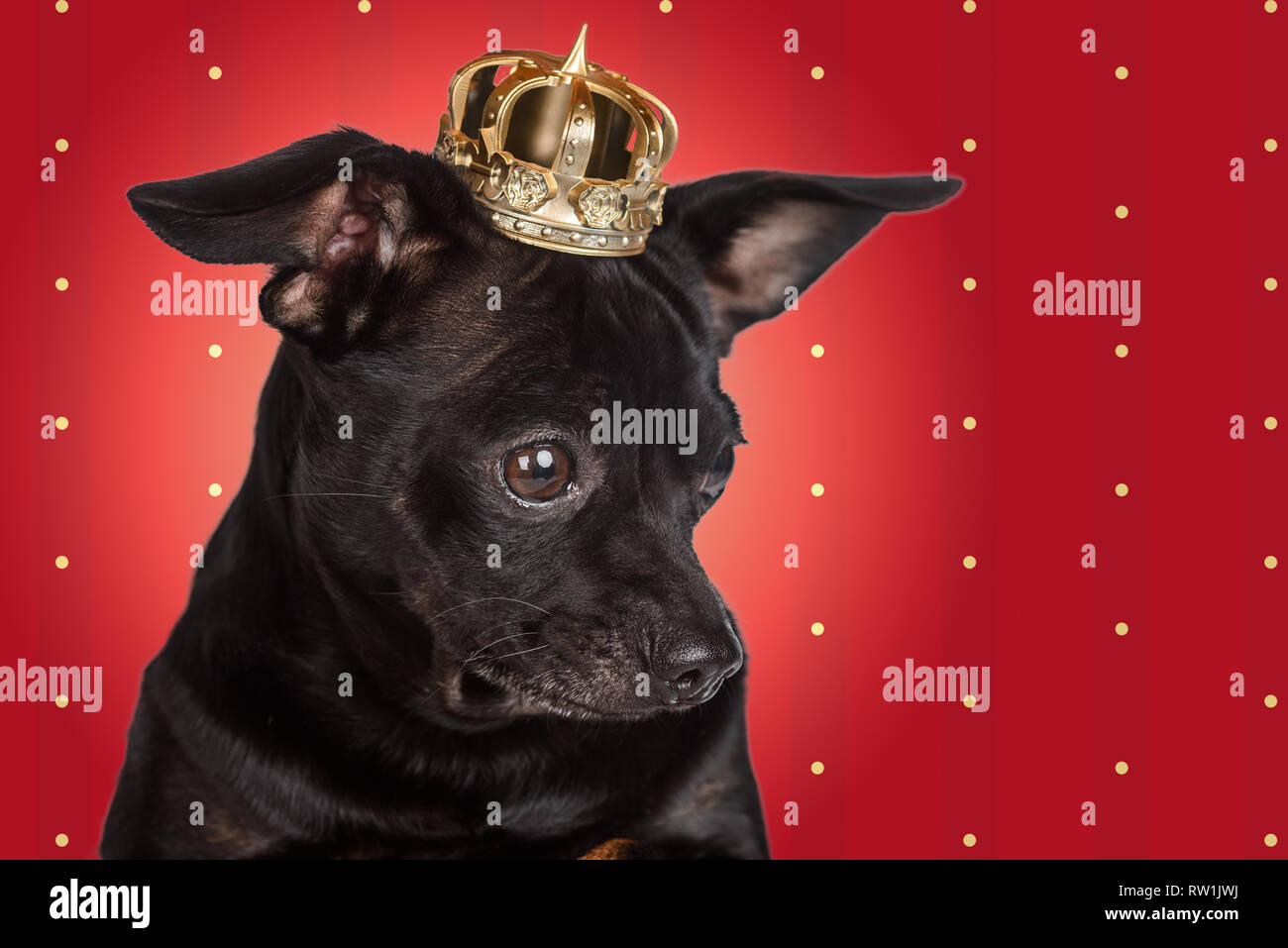 Chihuahua König auf rotem Hintergrund Stockfoto