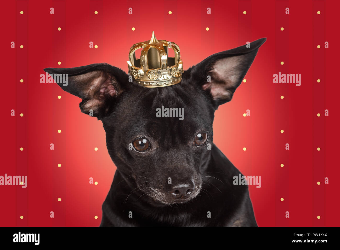 Herrisch Hund mit einer Krone Stockfoto