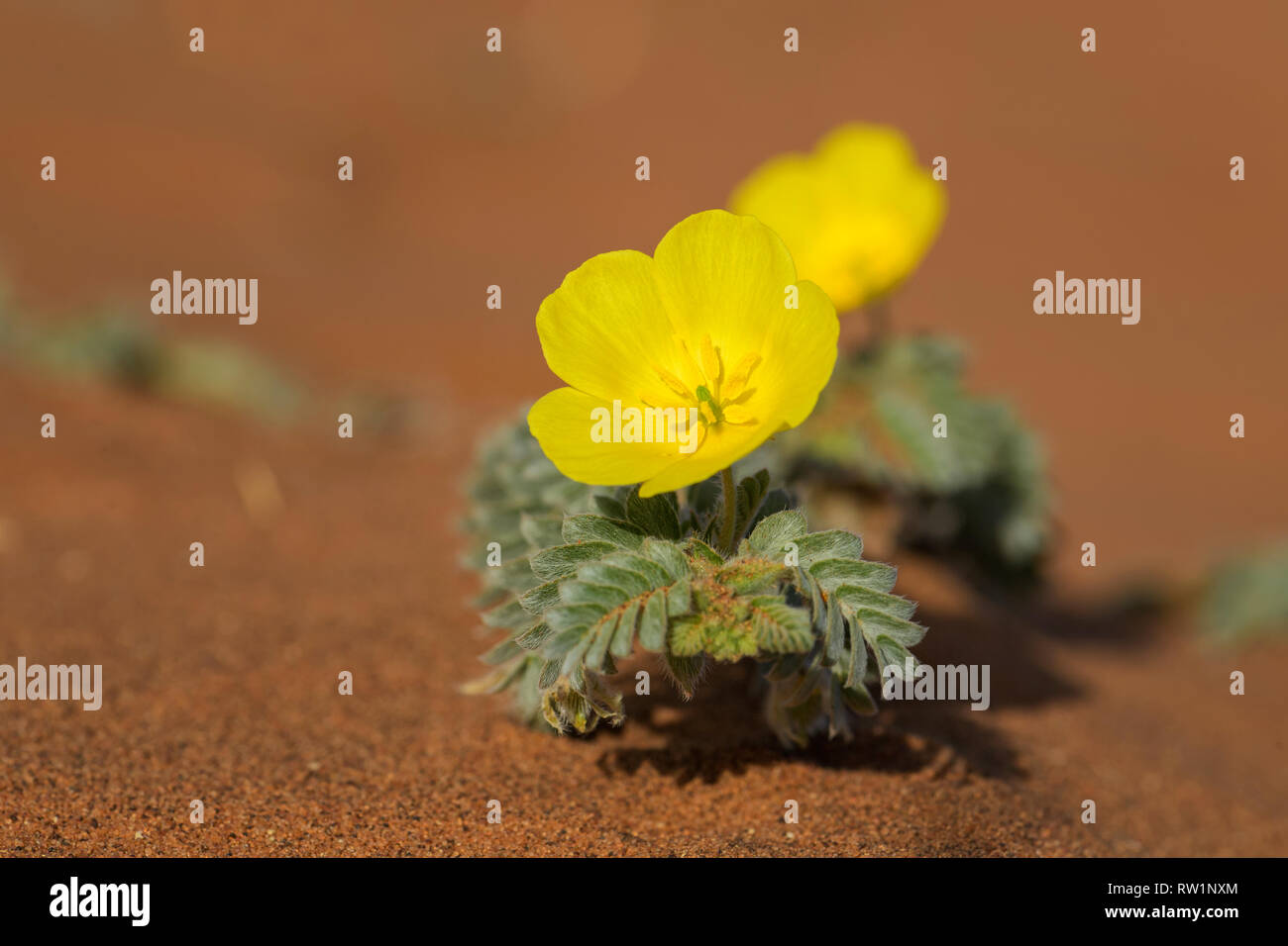 Kleine Trittnägel - Tribulus terrestris, schöne kleine Pflanze mit gelben Blüten weit um die Welt verteilt, Namibwüste, Sossusvlei, Namibia Stockfoto