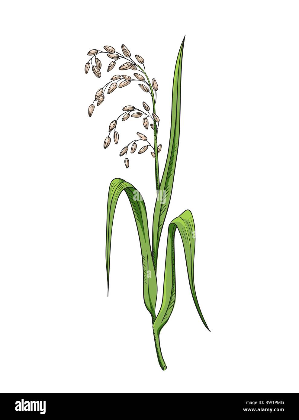 Reispflanze botanischen Abbildung Farbe Vektor-zeichnung von Reis Zweig ...
