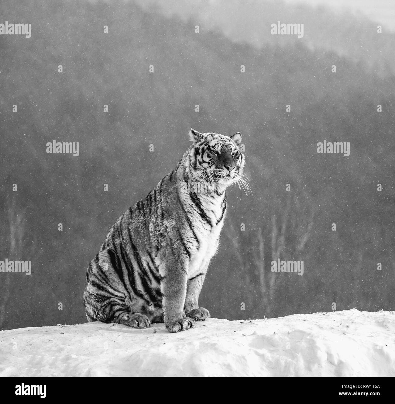 Sibirische Tiger sitzt auf einem verschneiten Hügel vor dem Hintergrund einer Winter Forest. Schwarz und Weiß. China. Harbin. Mudanjiang Provinz. Hengdaohezi Park. Stockfoto