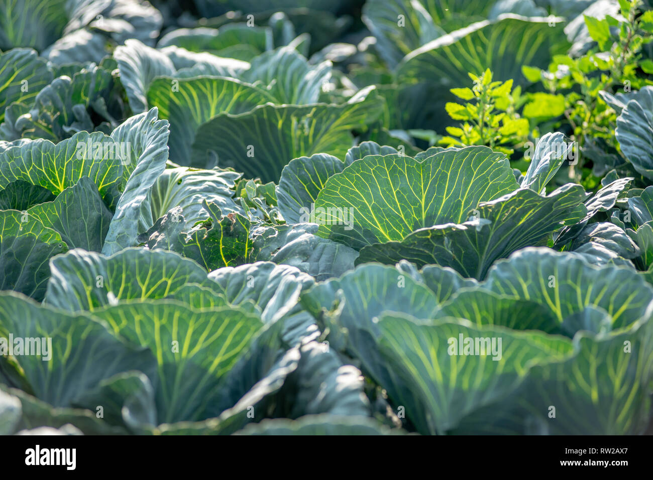 In der Nähe von Grün Kohl (Brassica oleracea Capitata) wächst in einem Feld, Sieradz, Woiwodschaft Łódź, Polen Stockfoto