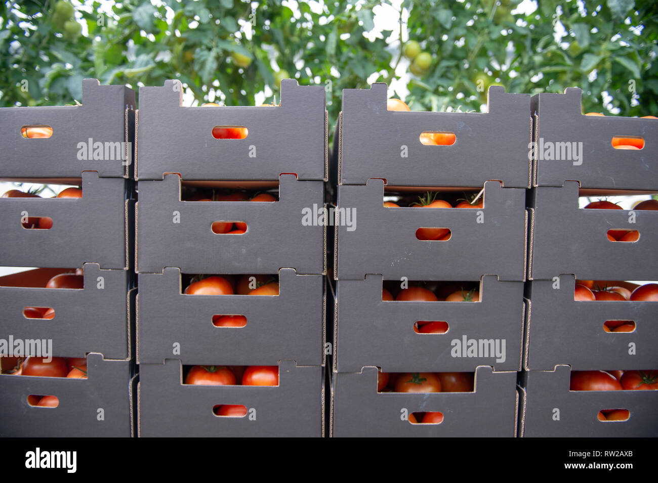 Gestapelte Kisten geerntet hydroponisch angebaut Tomaten, Kutno, Woiwodschaft Łódź, Polen Stockfoto