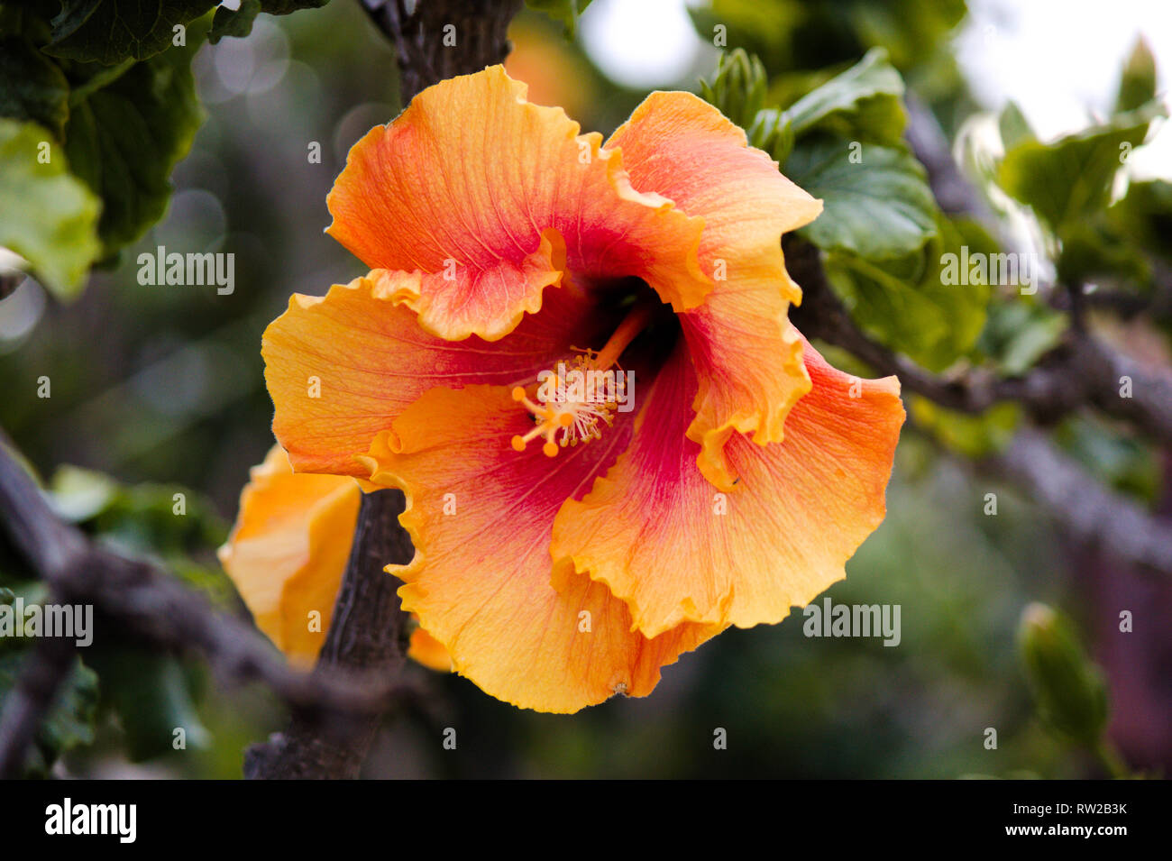 Schönen orangefarbenen und gelben Hibiskus Stockfoto