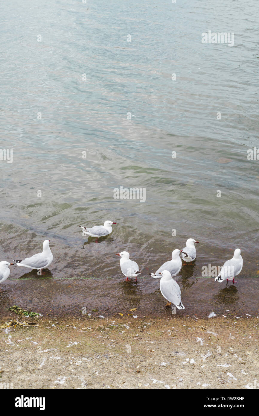 Möwen im Wasser sitzen auf einem Seen in Neuseeland. Stockfoto