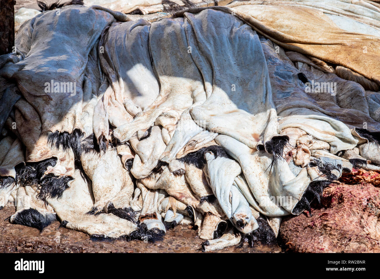 Stapel der durchnässten Tierfelle noch mit Fell in der Gerberei, Marrekech, Marokko Stockfoto