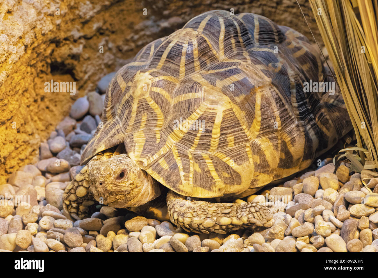 Indische Stern Schildkröte, Geochelone elegans ist eine bedrohte Schildkröte native auf den trockenen Gebieten und scheuern Wald in Indien und Sri Lanka. Stockfoto