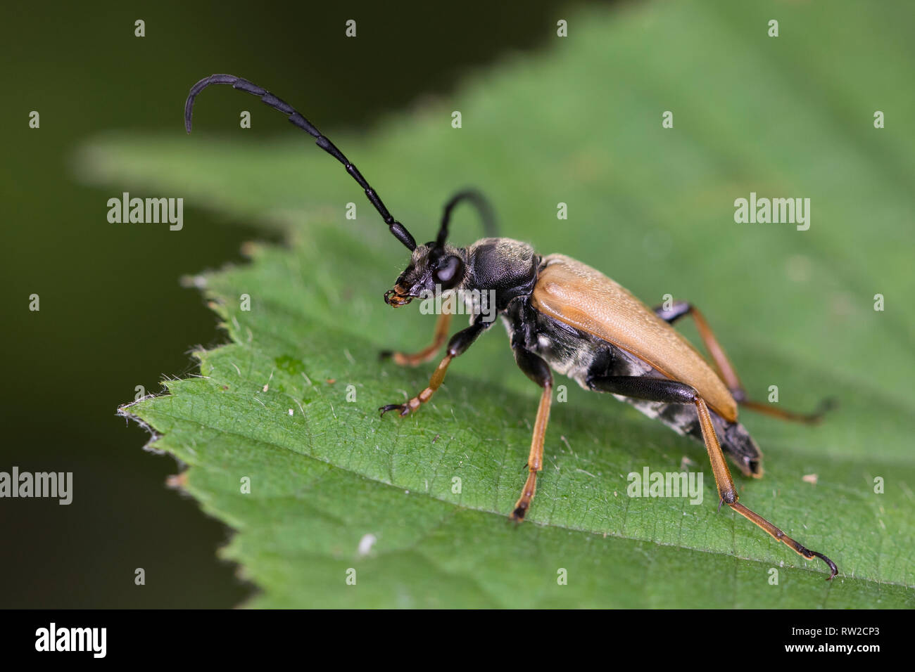 Rothalsbock, Rot-Halsbock, Roter Halsbock, Gemeiner Bockkäfer, Männchen, Corymbia rubra, Stictoleptura rubra, Leptura rubra, Aredolpona rubra, Rot-Bro Stockfoto