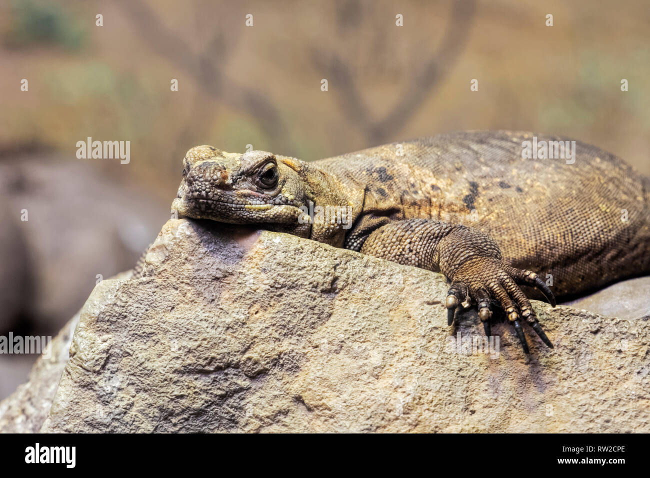 , Chuckwalla Sauromalus ater werden vor allem in ariden Regionen der Südwesten der USA und im nördlichen Mexiko gefunden Stockfoto