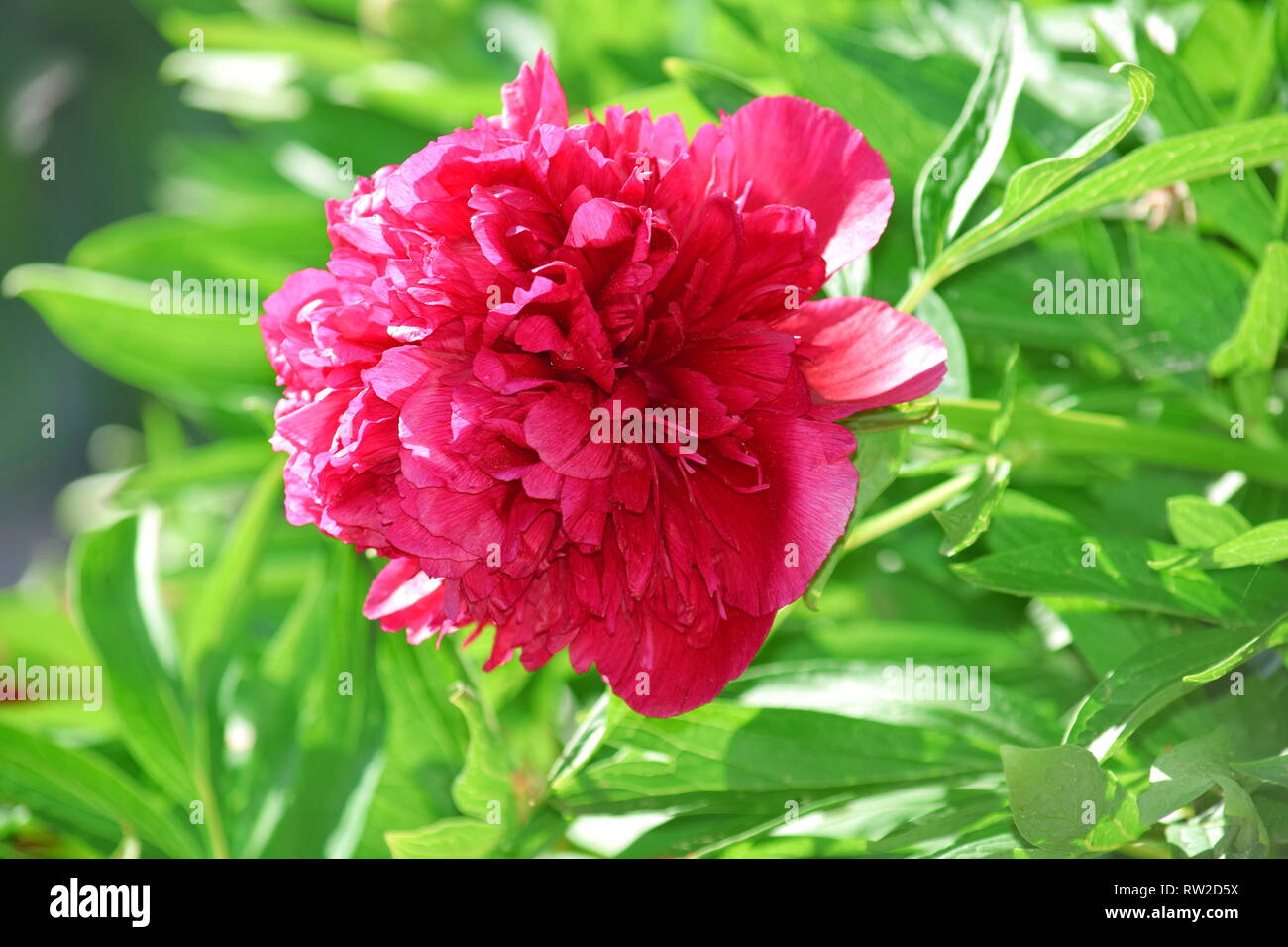Paeonia lactiflora Blüte Detail Foto Stockfoto