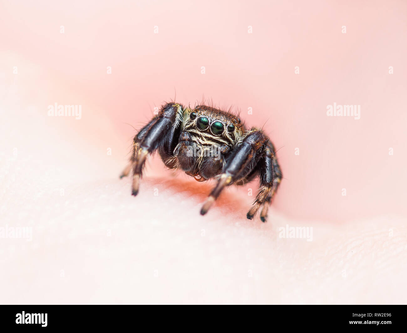 Jumping Spider Spinne Insekt Makro Stockfoto