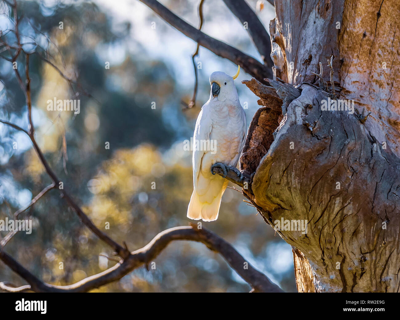 Schwefel-Haubenkakadu nistet Stockfoto