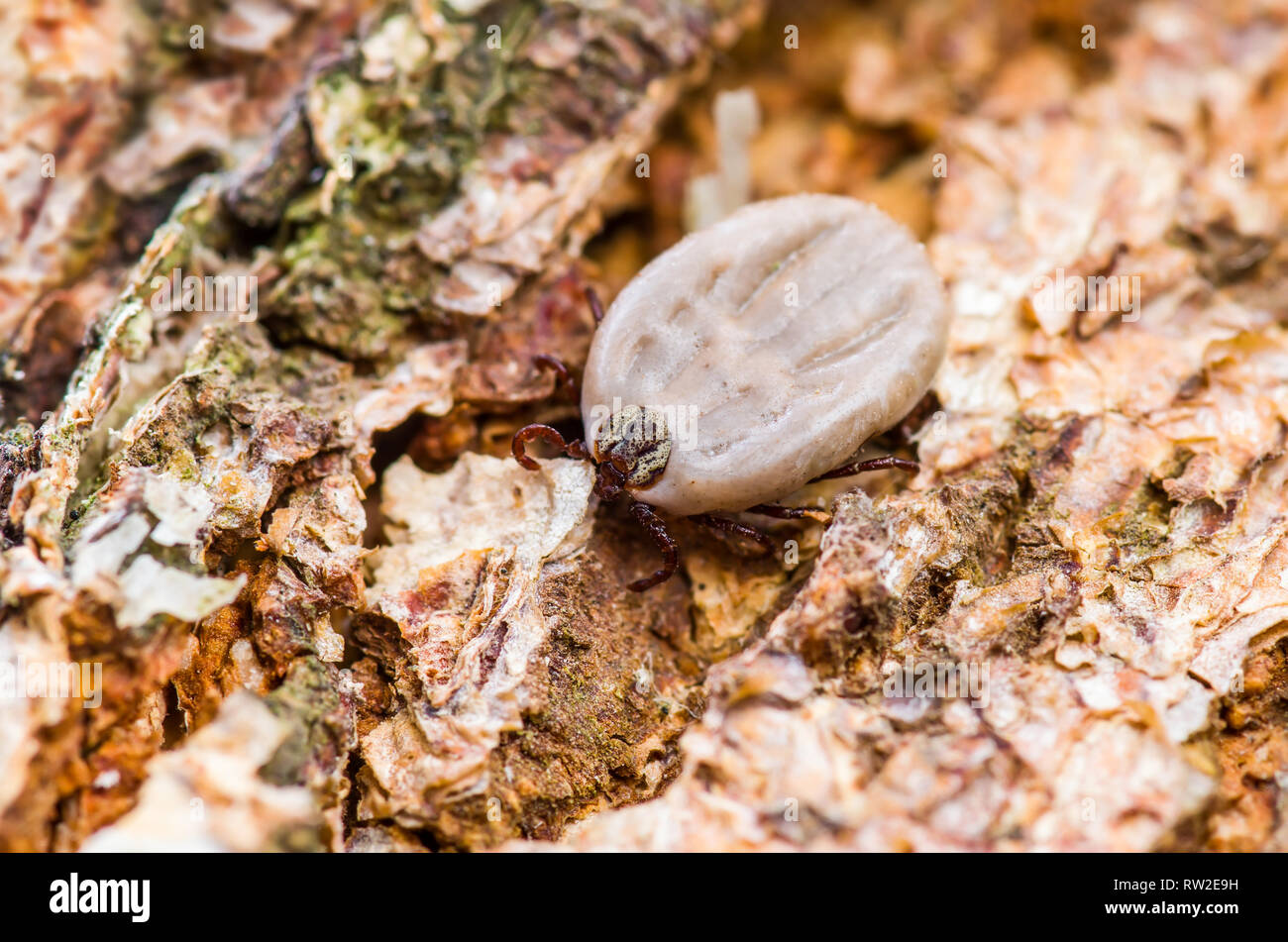 Enzephalitis Virus oder Borreliose infizierte Zecke Spinne Insekt kriecht auf Holz Stockfoto
