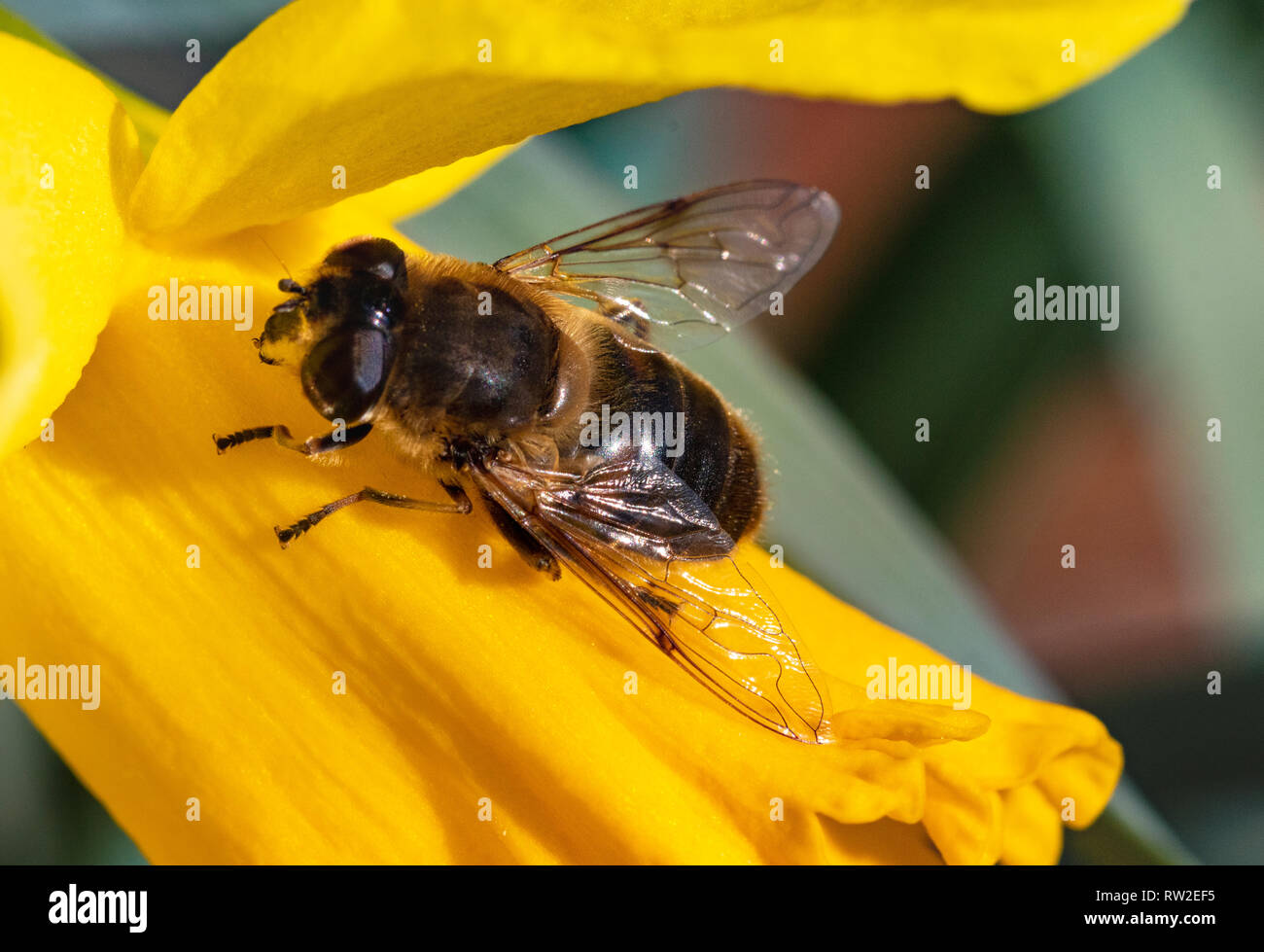 Nahaufnahme Detail einer Drohne schweben Fliegen (Eristalis Tenax) ruht auf einem gelben Narzisse Blume an einem sonnigen Tag im Frühjahr. Stockfoto