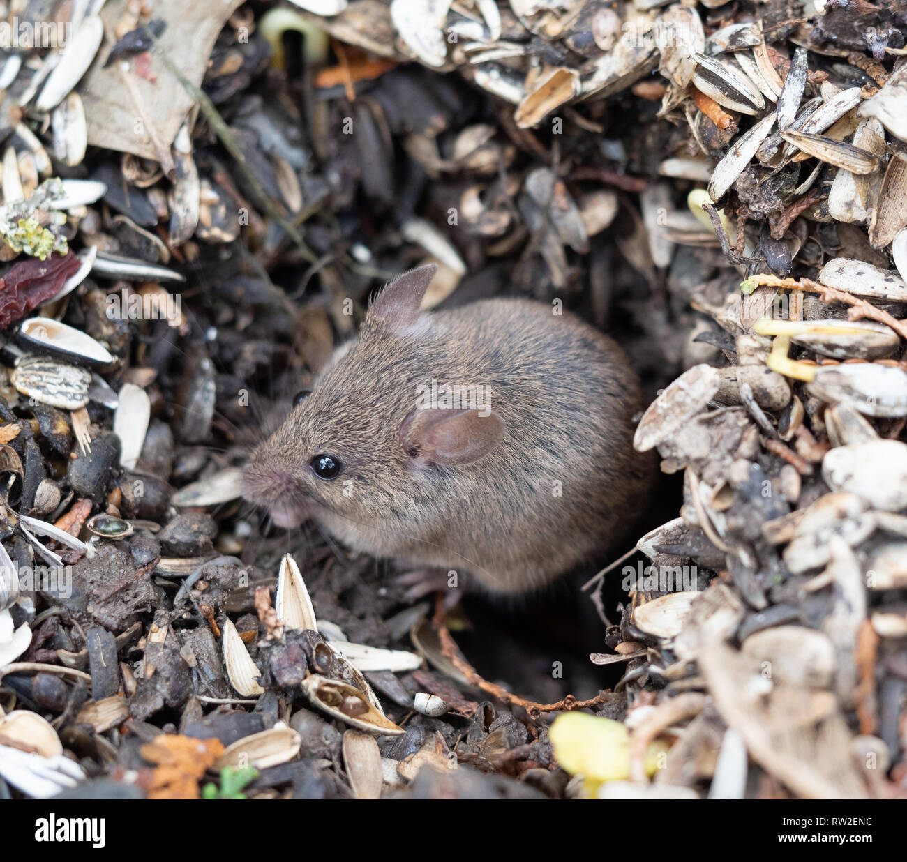 Maus im mauseloch Stockfoto