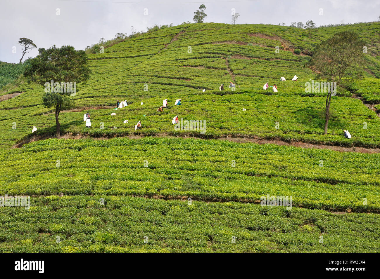 Sri Lanka, Nuwara Eliya, Teeplantagen Stockfoto