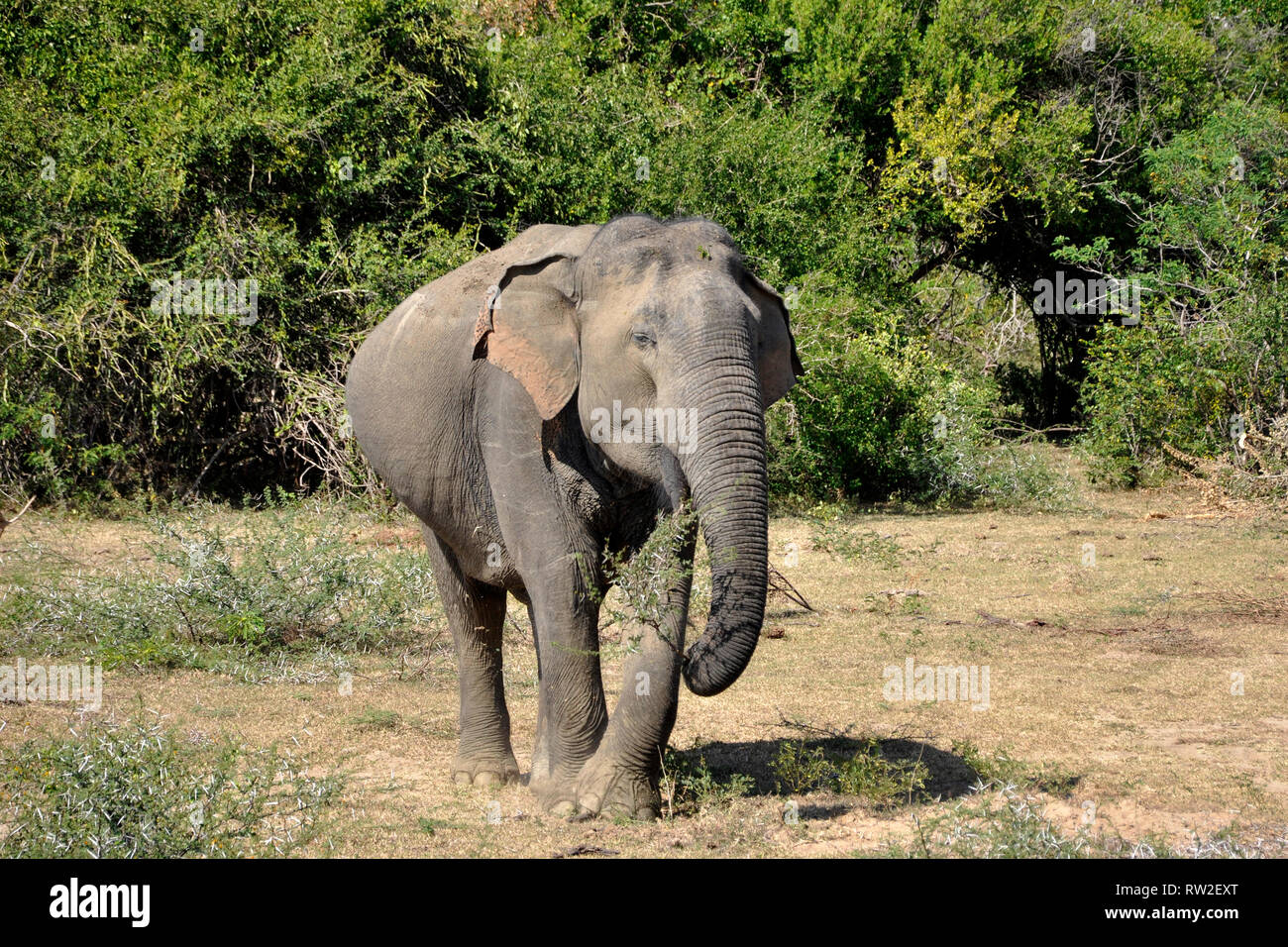 Sri Lanka, Yala Nationalpark, Elefanten Stockfoto