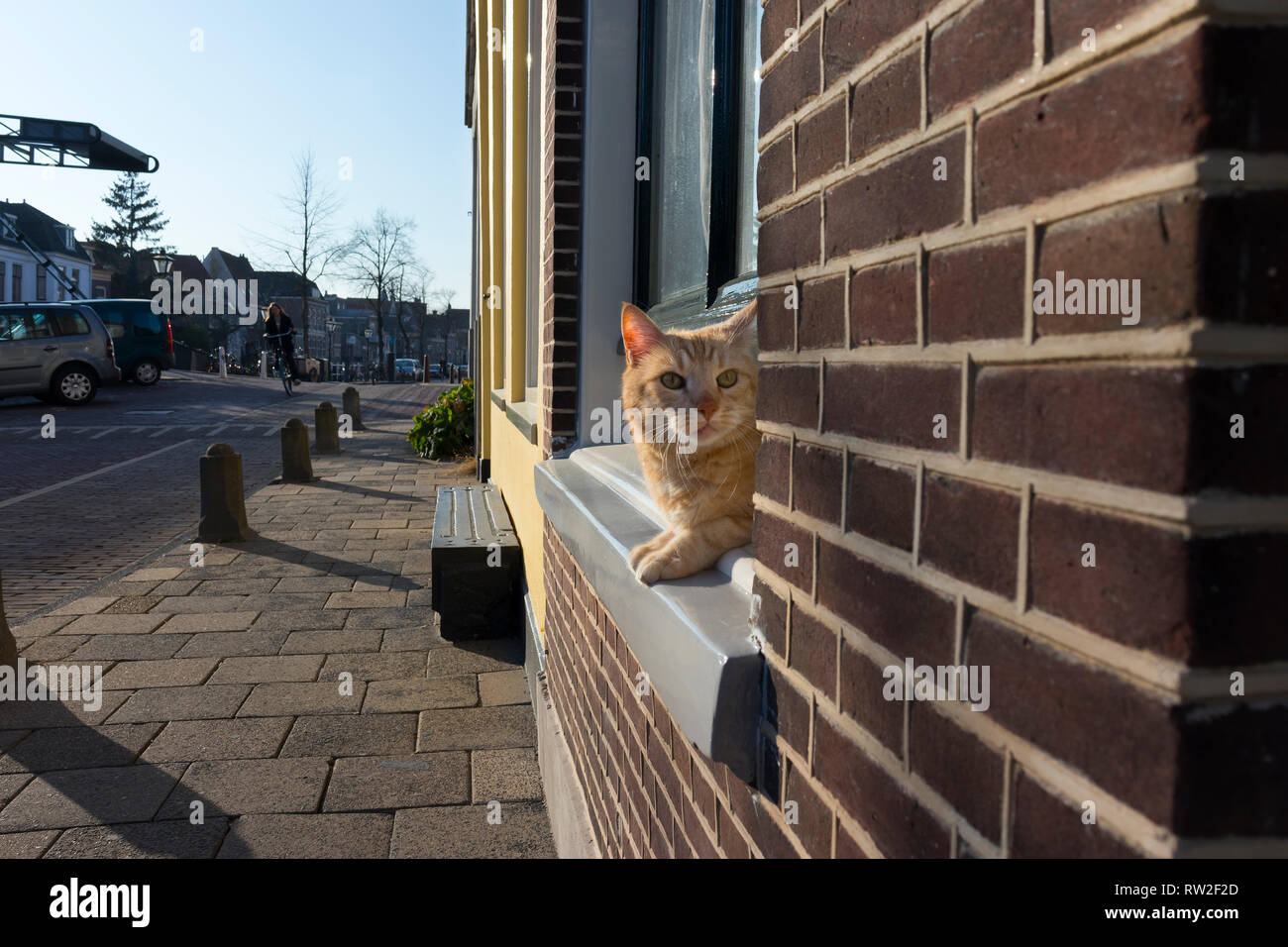 Leiden, Holland - Februar 27, 2019: Ingwer Haustier Katze neugierig aus dem Fenster Stockfoto