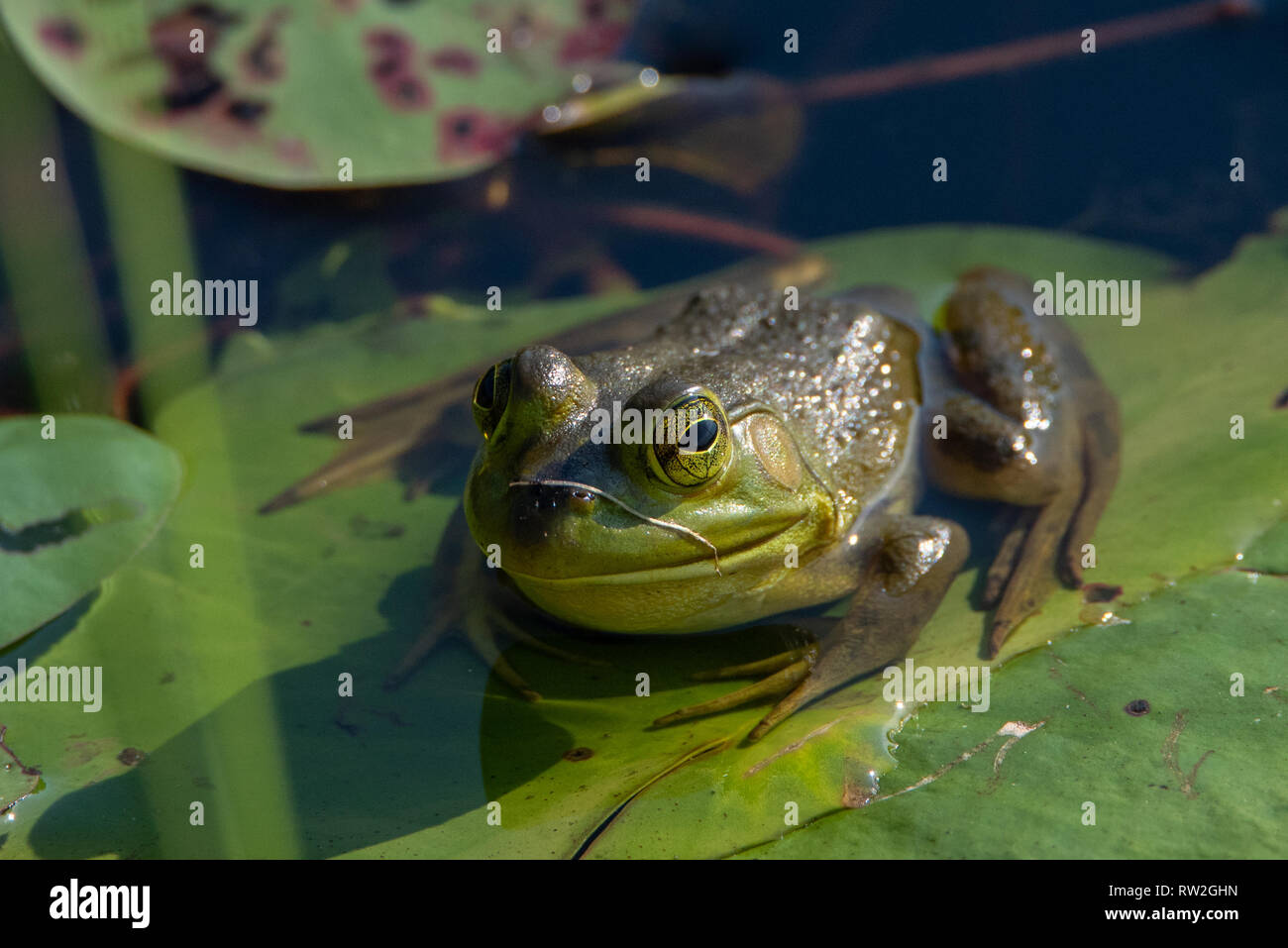 Amerikanische Ochsenfrosch (lithobates catesbeianus) auf lilypad Stockfoto