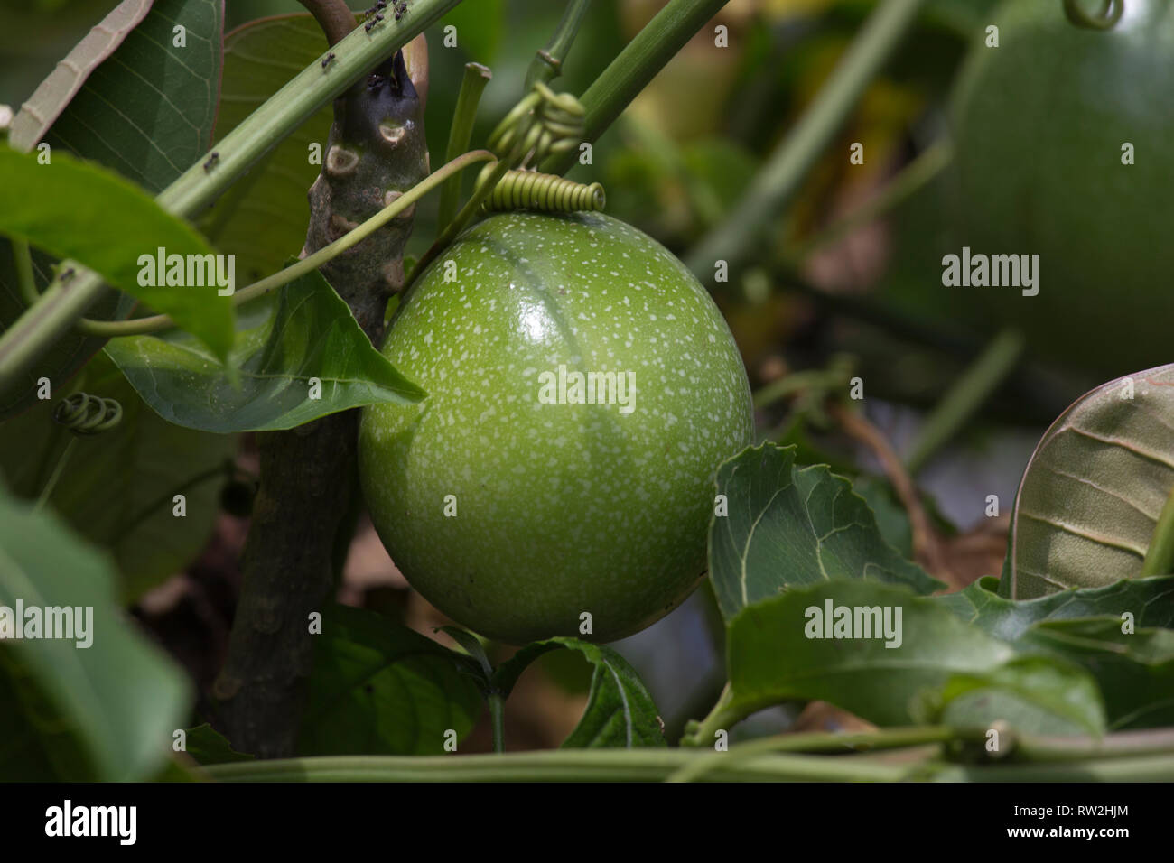 Eine große grüne Frucht am Baum in Indonesien Stockfotografie Alamy
