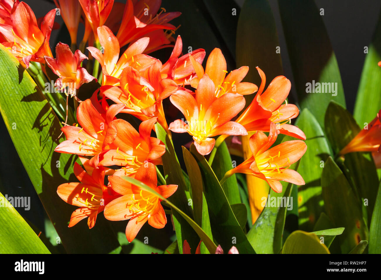 Vivid orange Frühjahr blühende Clivia miniata, Bush Lily, Natal Lily, indigene nach Südafrika. Schließen bis auf Blumen und langen grünen Gurt - wie Blätter Stockfoto