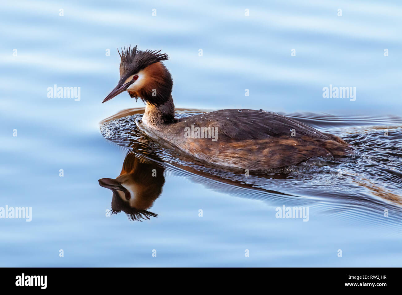 Haubentaucher aquatische Vogel Stockfoto