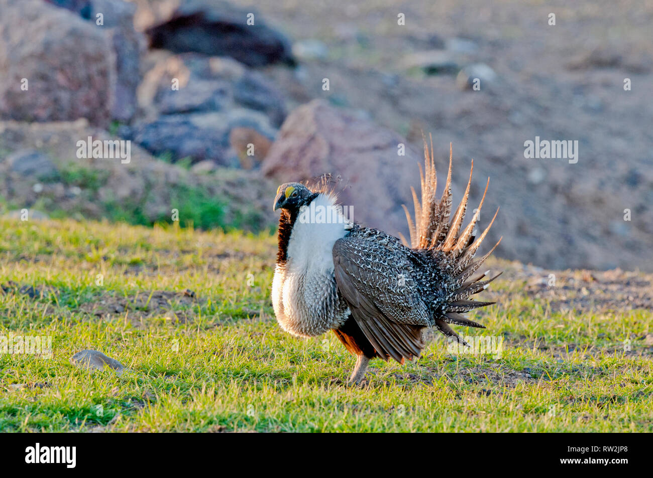 Männliche Sage grouse Anzeige auf Lek im Owyhee County Idaho während der Brutzeit. Stockfoto